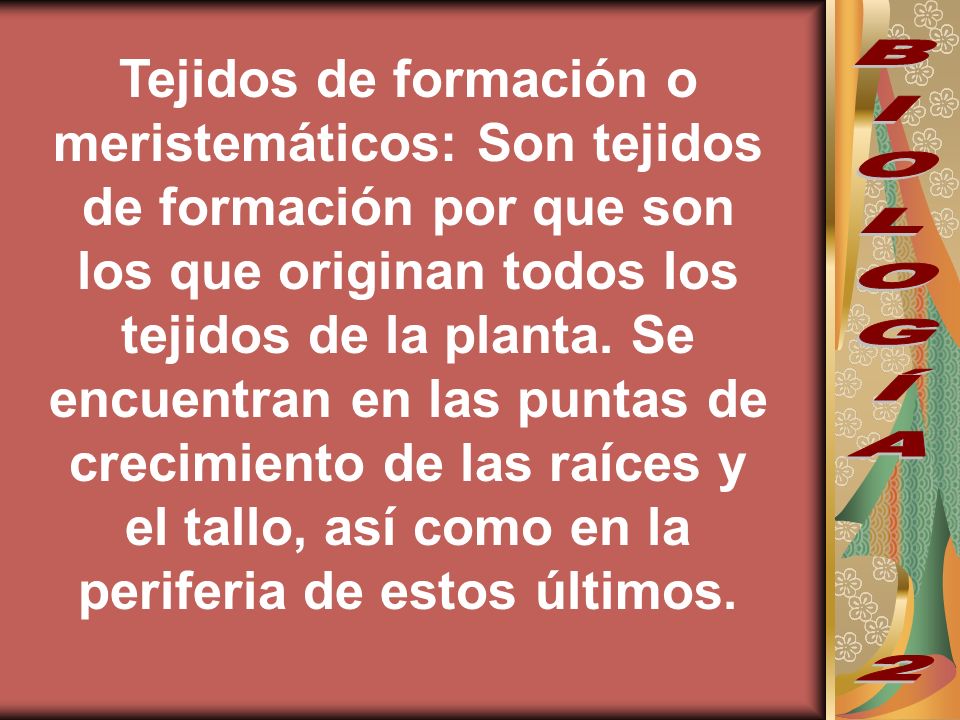 Tejidos de formación o meristemáticos: Son tejidos de formación por que son los que originan todos los tejidos de la planta. Se encuentran en las puntas de crecimiento de las raíces y el tallo, así como en la periferia de estos últimos.