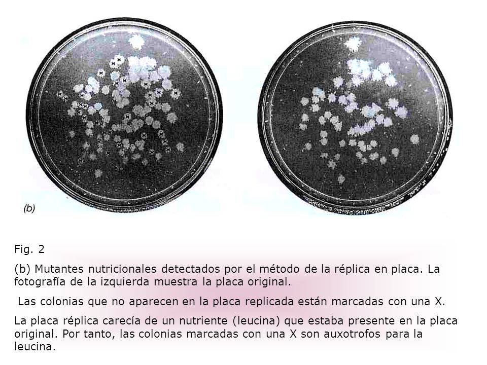 Fig. 2 (b) Mutantes nutricionales detectados por el método de la réplica en placa. La fotografía de la izquierda muestra la placa original.