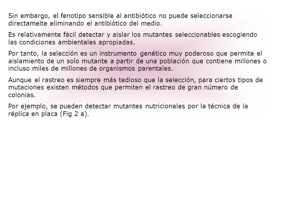 Sin embargo, el fenotipo sensible al antibiótico no puede seleccionarse directamelte eliminando el antibiótico del medio.