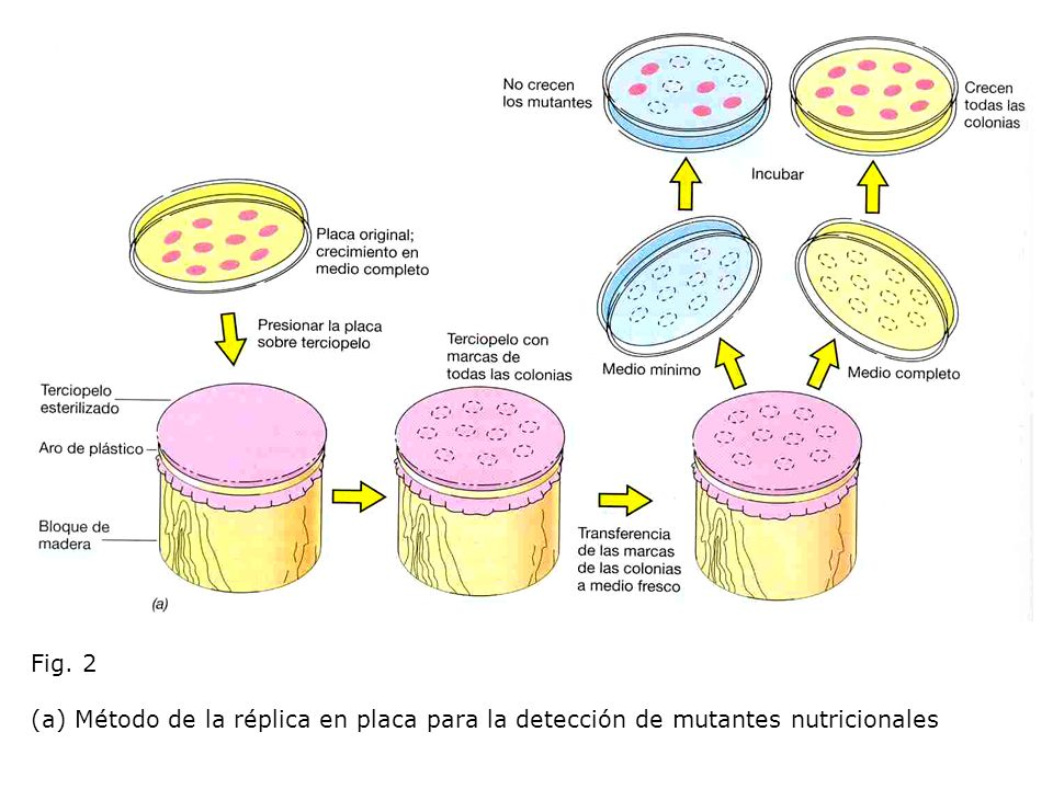 Fig. 2 (a) Método de la réplica en placa para la detección de mutantes nutricionales