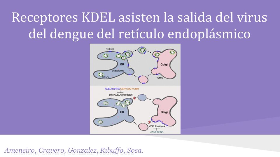 Receptores KDEL asisten la salida del virus del dengue del retículo endoplásmico