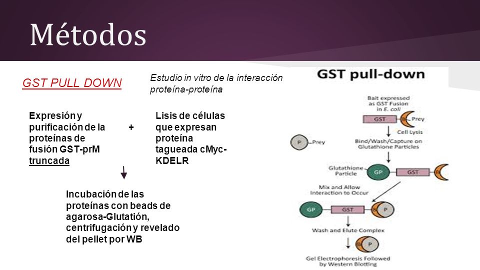 Métodos Estudio in vitro de la interacción proteína-proteína. GST PULL DOWN. Expresión y purificación de la proteínas de fusión GST-prM truncada.