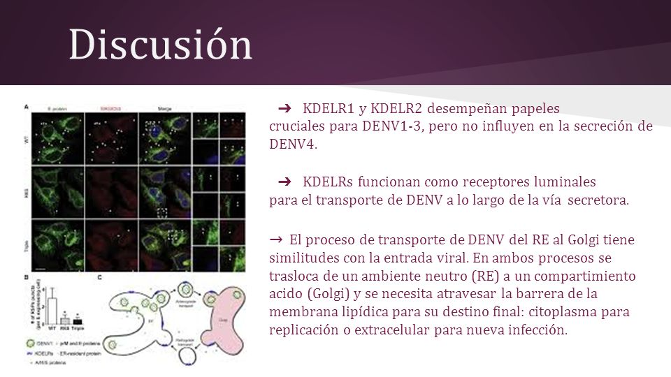Discusión KDELR1 y KDELR2 desempeñan papeles. cruciales para DENV1-3, pero no influyen en la secreción de DENV4.
