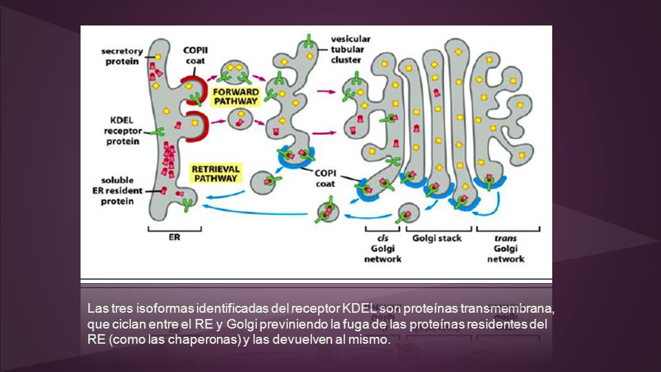 Las tres isoformas identificadas del receptor KDEL son proteínas transmembrana, que ciclan entre el RE y Golgi previniendo la fuga de las proteínas residentes del RE (como las chaperonas) y las devuelven al mismo.