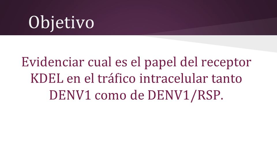 Objetivo Evidenciar cual es el papel del receptor KDEL en el tráfico intracelular tanto DENV1 como de DENV1/RSP.