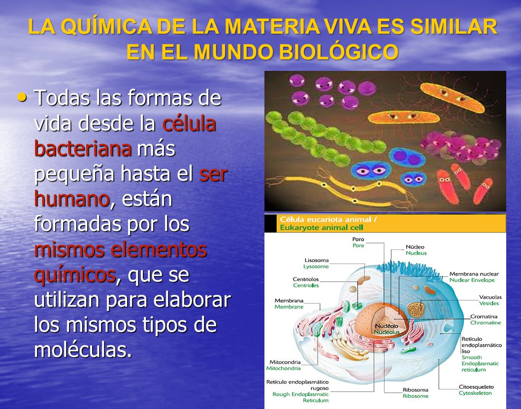 LA QUÍMICA DE LA MATERIA VIVA ES SIMILAR EN EL MUNDO BIOLÓGICO
