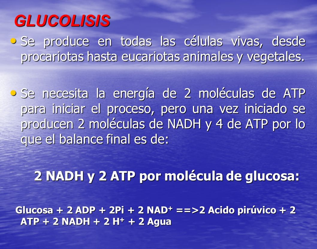2 NADH y 2 ATP por molécula de glucosa: