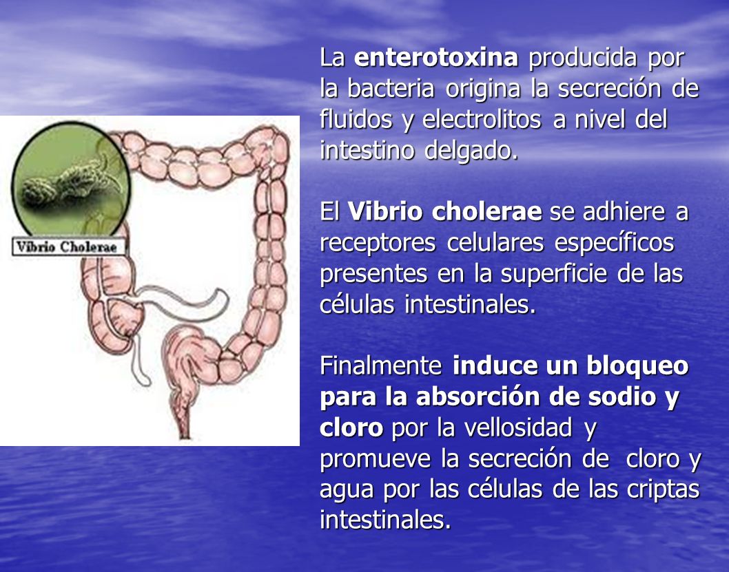 La enterotoxina producida por la bacteria origina la secreción de fluidos y electrolitos a nivel del intestino delgado.