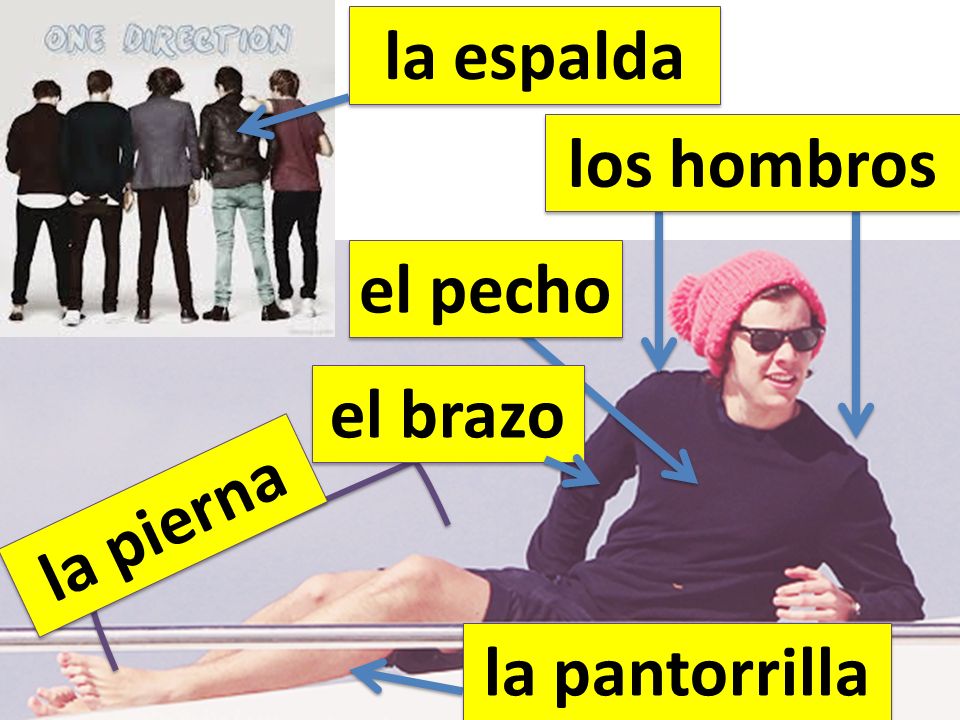 la espalda los hombros el pecho el brazo la pierna la pantorrilla