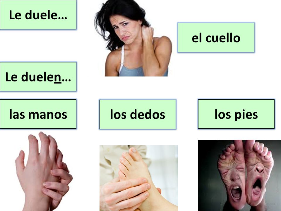 Le duele… el cuello Le duelen… las manos los dedos los pies
