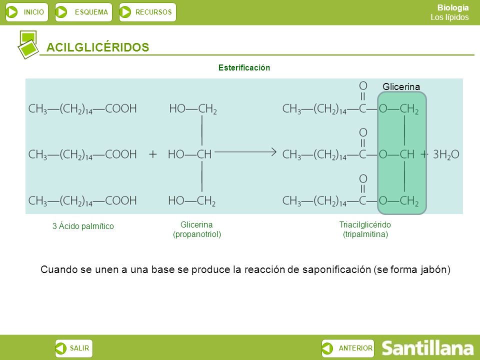 ACILGLICÉRIDOS Esterificación. Glicerina. 3 Ácido palmítico. Glicerina (propanotriol) Triacilglicérido (tripalmitina)