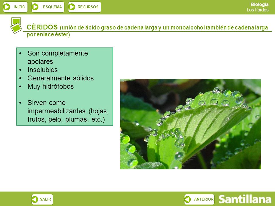 CÉRIDOS (unión de ácido graso de cadena larga y un monoalcohol también de cadena larga por enlace éster)