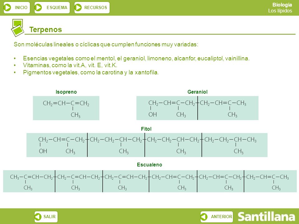 Terpenos Son moléculas lineales o cíclicas que cumplen funciones muy variadas: