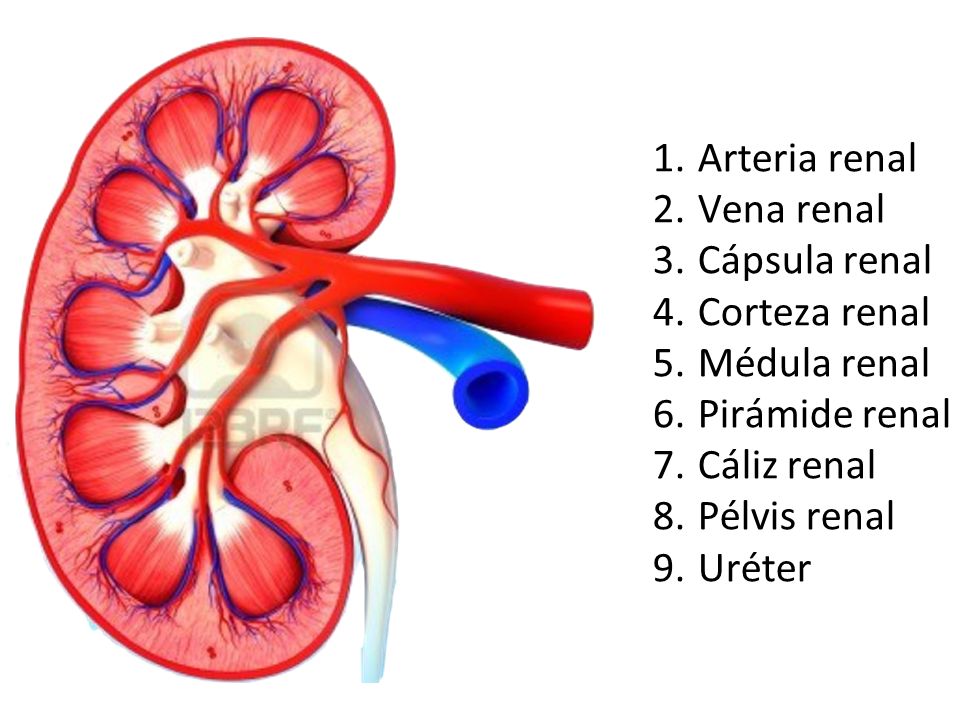 Arteria renal Vena renal. Cápsula renal. Corteza renal. Médula renal. Pirámide renal. Cáliz renal.