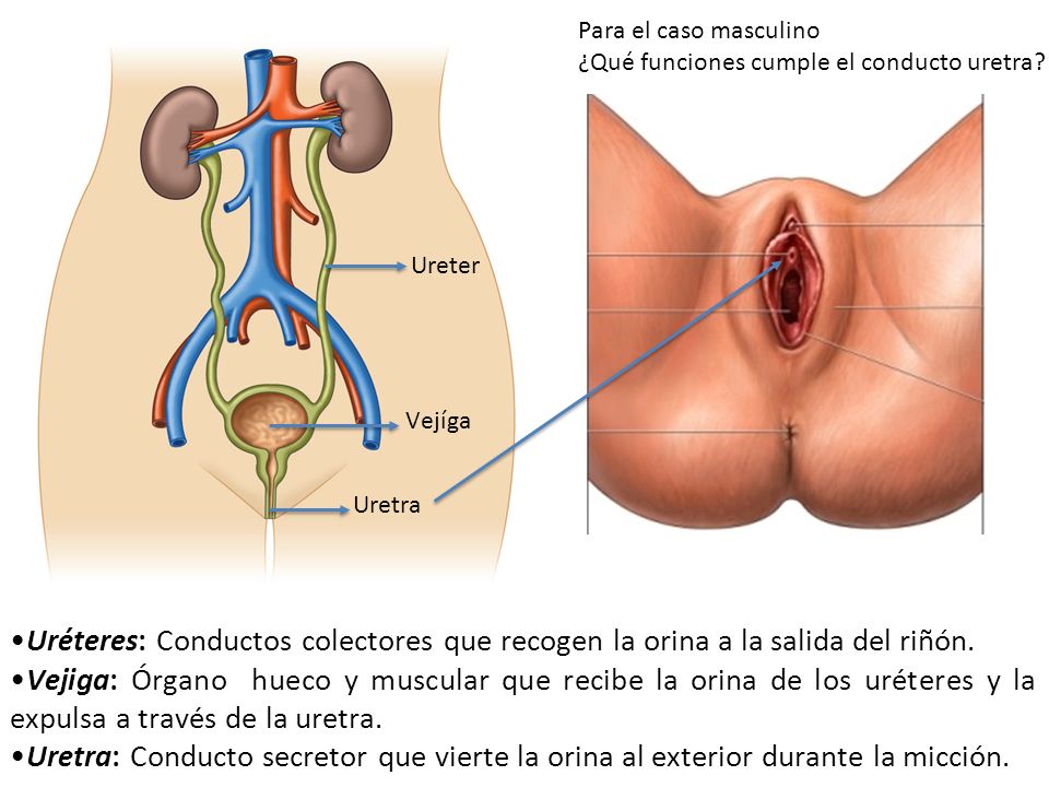 Para el caso masculino ¿Qué funciones cumple el conducto uretra Ureter. Vejíga. Uretra.