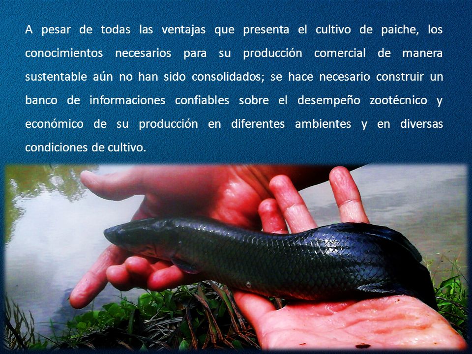 A pesar de todas las ventajas que presenta el cultivo de paiche, los conocimientos necesarios para su producción comercial de manera sustentable aún no han sido consolidados; se hace necesario construir un banco de informaciones confiables sobre el desempeño zootécnico y económico de su producción en diferentes ambientes y en diversas condiciones de cultivo.