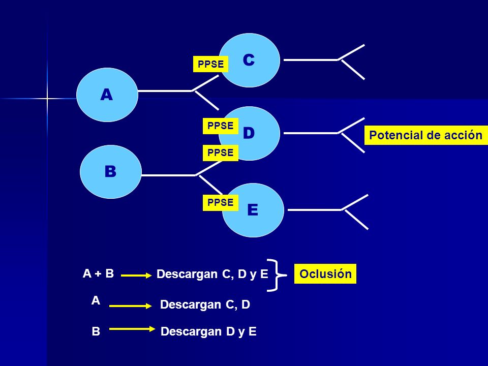 C A D B E Potencial de acción A + B Descargan C, D y E Oclusión A