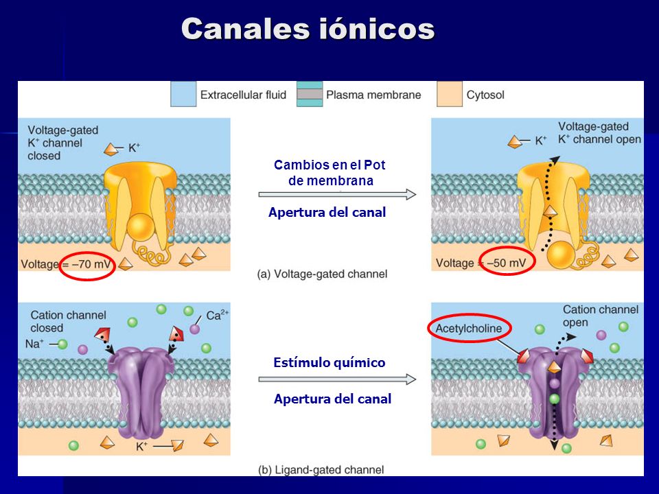 Canales iónicos Cambios en el Pot de membrana Apertura del canal
