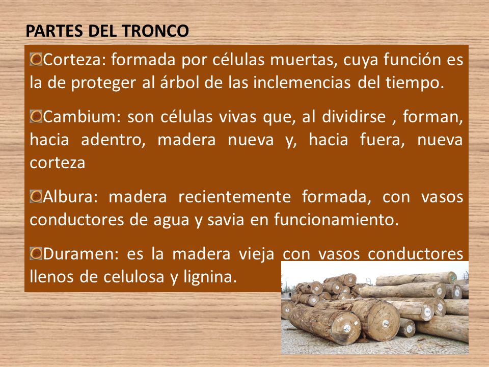 PARTES DEL TRONCO Corteza: formada por células muertas, cuya función es la de proteger al árbol de las inclemencias del tiempo.