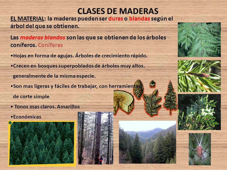 CLASES DE MADERAS EL MATERIAL: la maderas pueden ser duras o blandas según el árbol del que se obtienen.