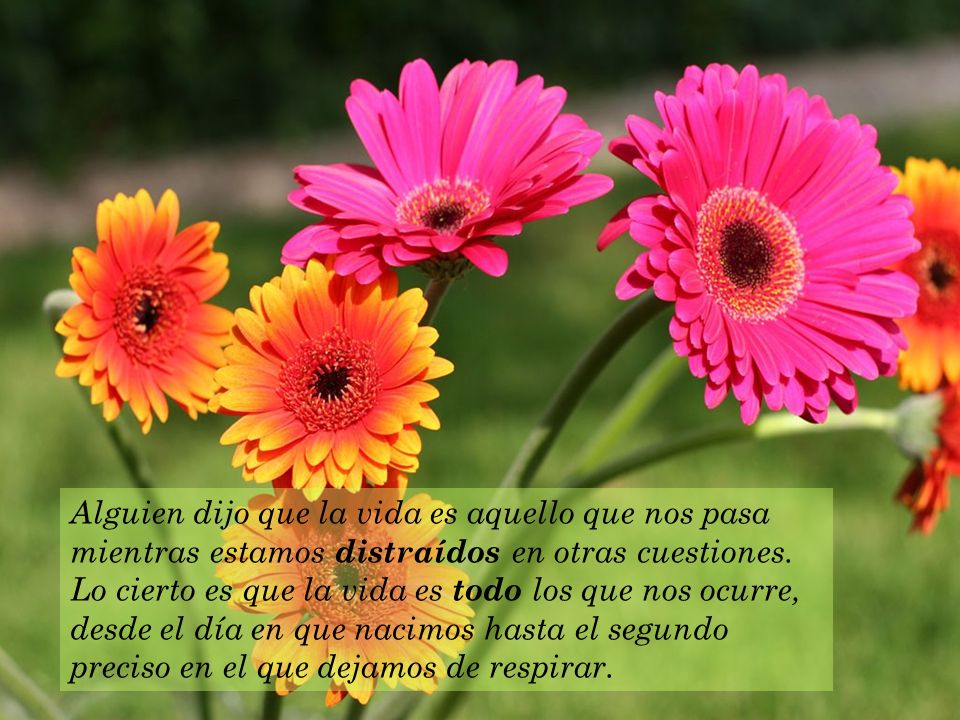 Alguien dijo que la vida es aquello que nos pasa mientras estamos distraídos en otras cuestiones.