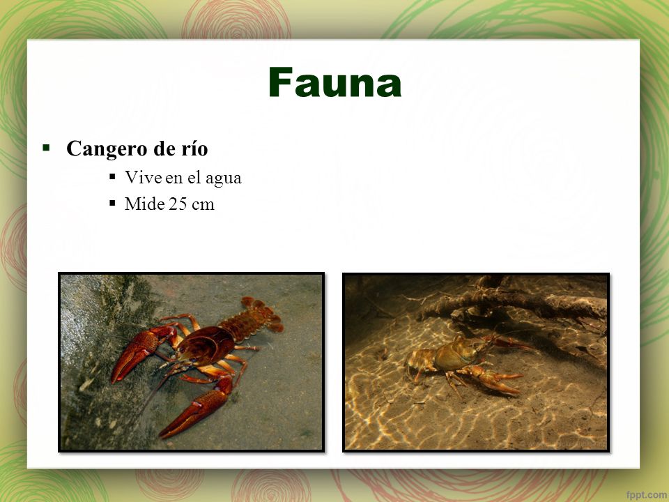 Fauna Cangero de río Vive en el agua Mide 25 cm