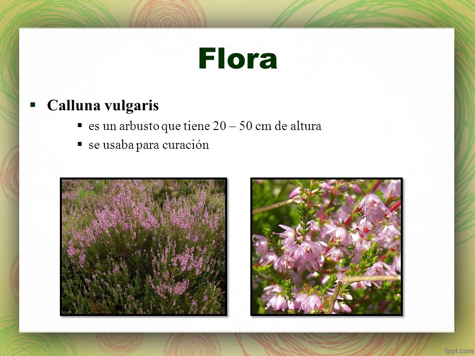 Flora Calluna vulgaris es un arbusto que tiene 20 – 50 cm de altura
