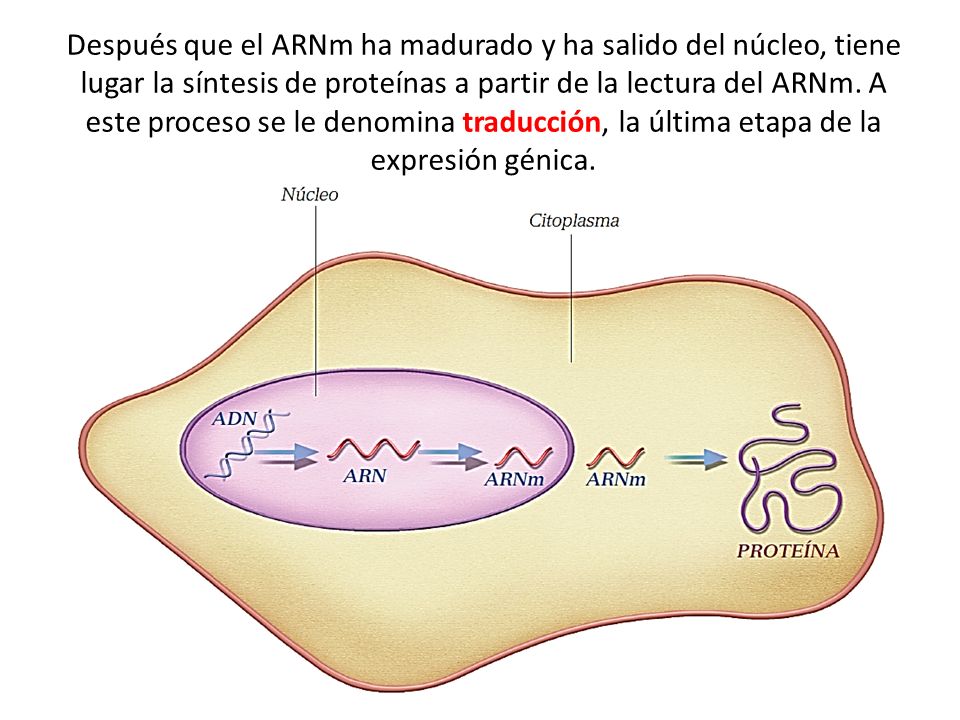 Después que el ARNm ha madurado y ha salido del núcleo, tiene lugar la síntesis de proteínas a partir de la lectura del ARNm.