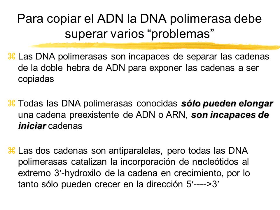 Para copiar el ADN la DNA polimerasa debe superar varios problemas