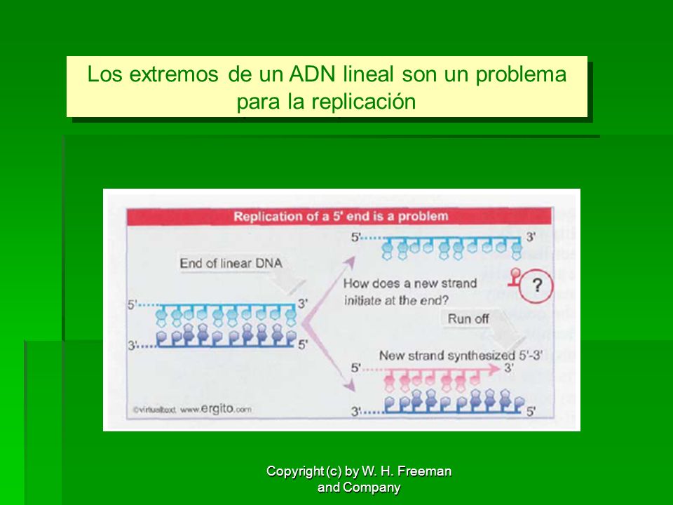 Los extremos de un ADN lineal son un problema para la replicación