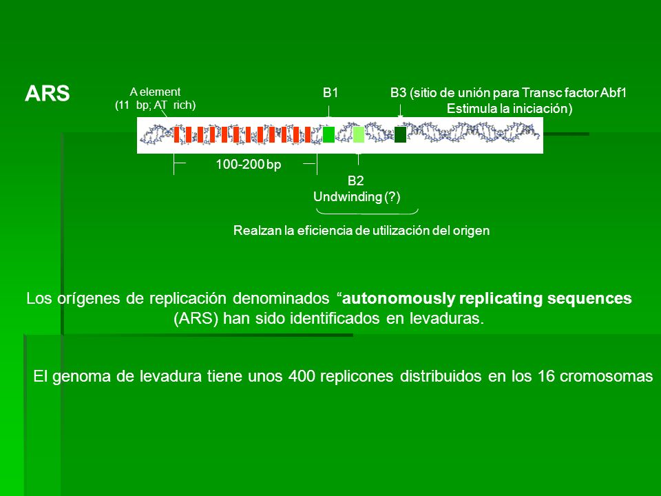 ARS A element. (11 bp; AT rich) B1. B3 (sitio de unión para Transc factor Abf1. Estimula la iniciación)