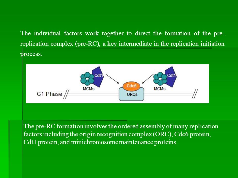 The individual factors work together to direct the formation of the pre-replication complex (pre-RC), a key intermediate in the replication initiation process.