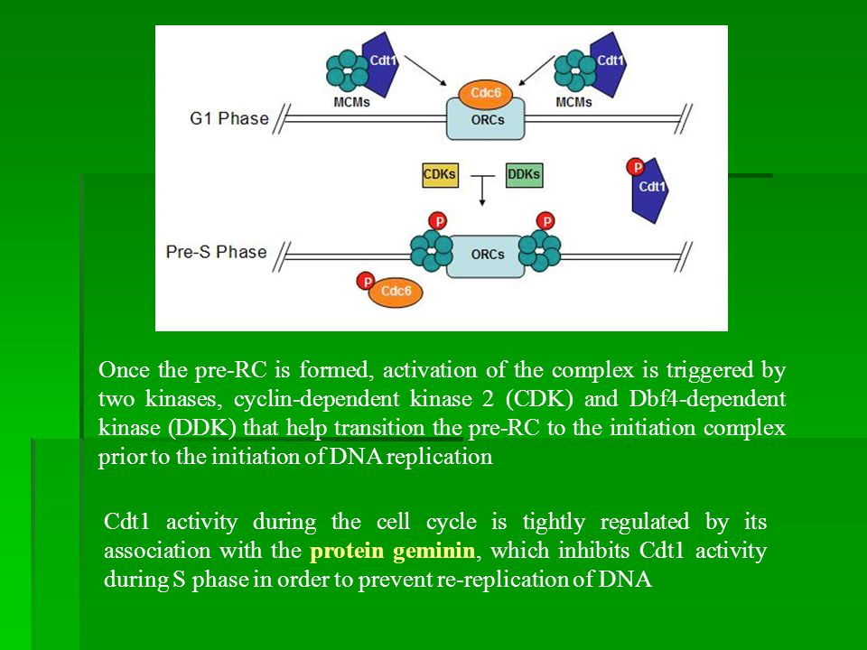 Once the pre-RC is formed, activation of the complex is triggered by two kinases, cyclin-dependent kinase 2 (CDK) and Dbf4-dependent kinase (DDK) that help transition the pre-RC to the initiation complex prior to the initiation of DNA replication