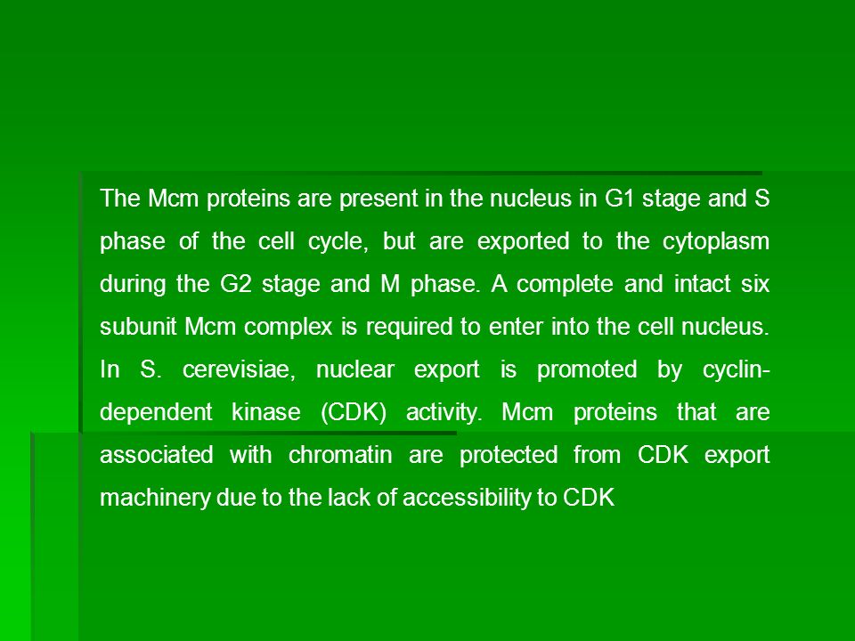The Mcm proteins are present in the nucleus in G1 stage and S phase of the cell cycle, but are exported to the cytoplasm during the G2 stage and M phase.