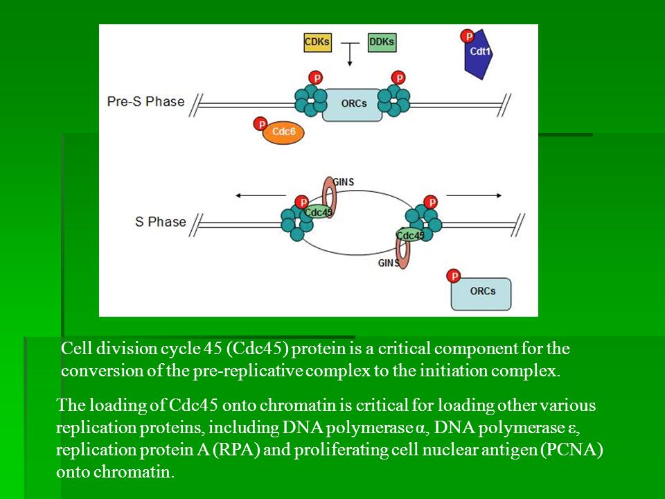 Cell division cycle 45 (Cdc45) protein is a critical component for the conversion of the pre-replicative complex to the initiation complex.
