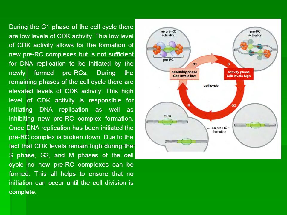 During the G1 phase of the cell cycle there are low levels of CDK activity.