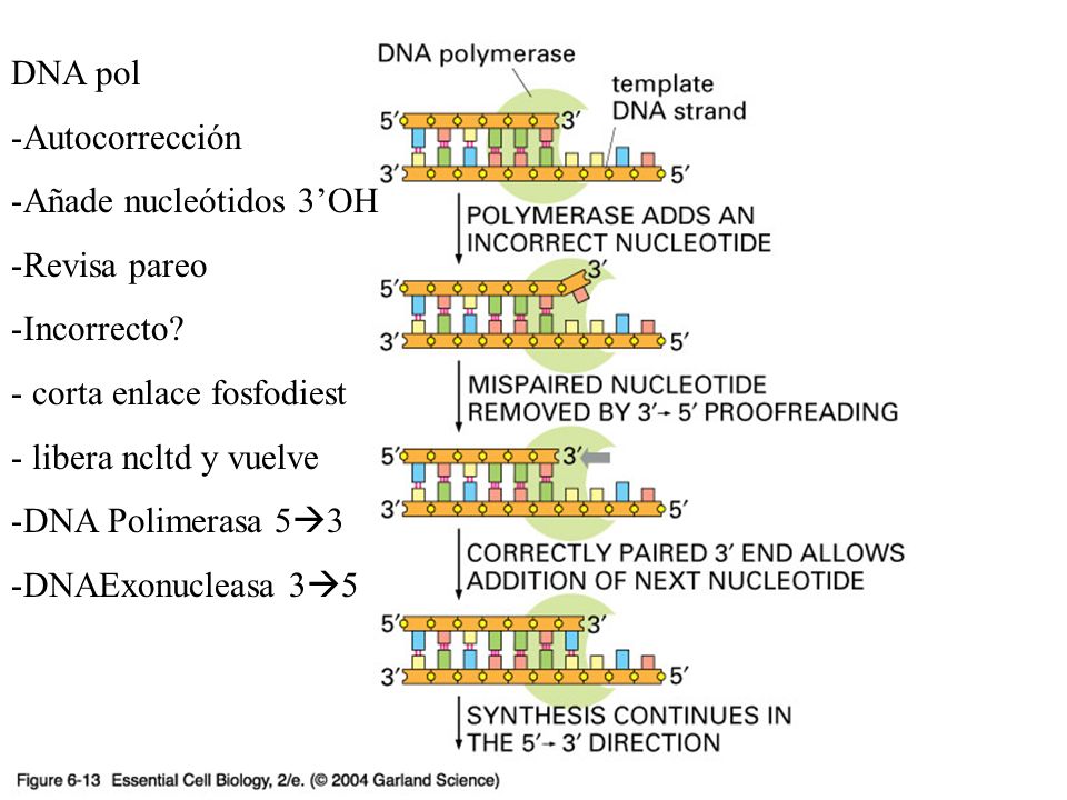 06_13_polymerase1.jpg DNA pol Autocorrección Añade nucleótidos 3’OH