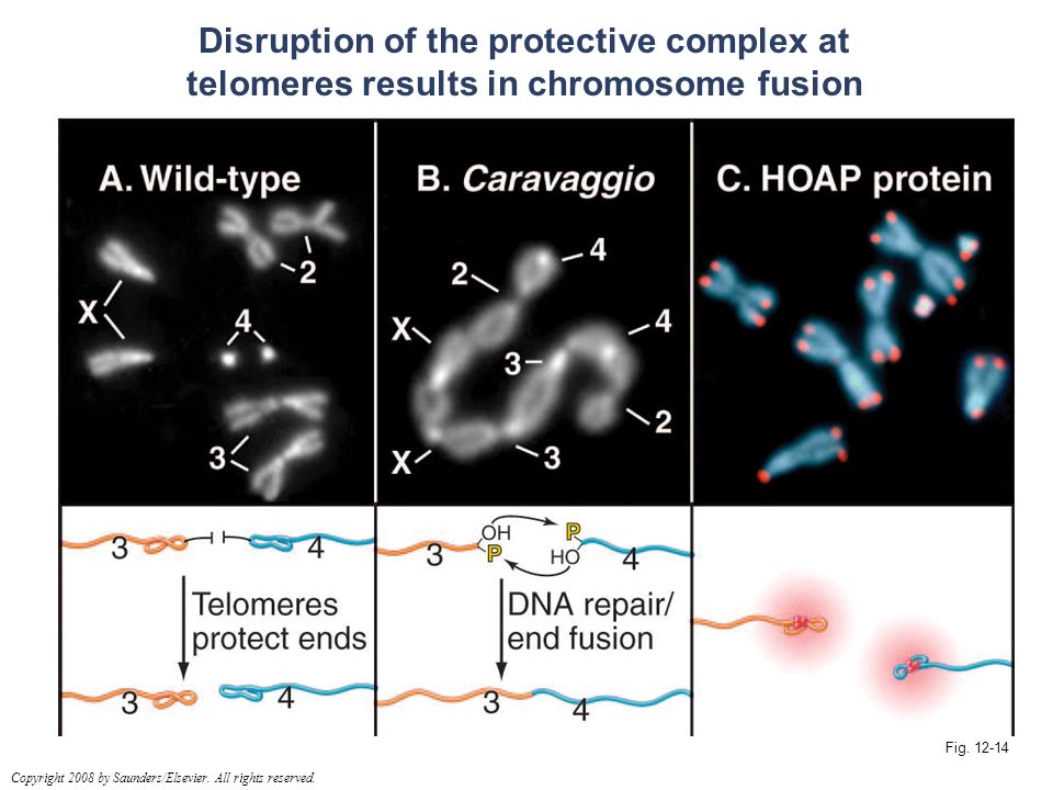 Disruption of the protective complex at telomeres results in chromosome fusion