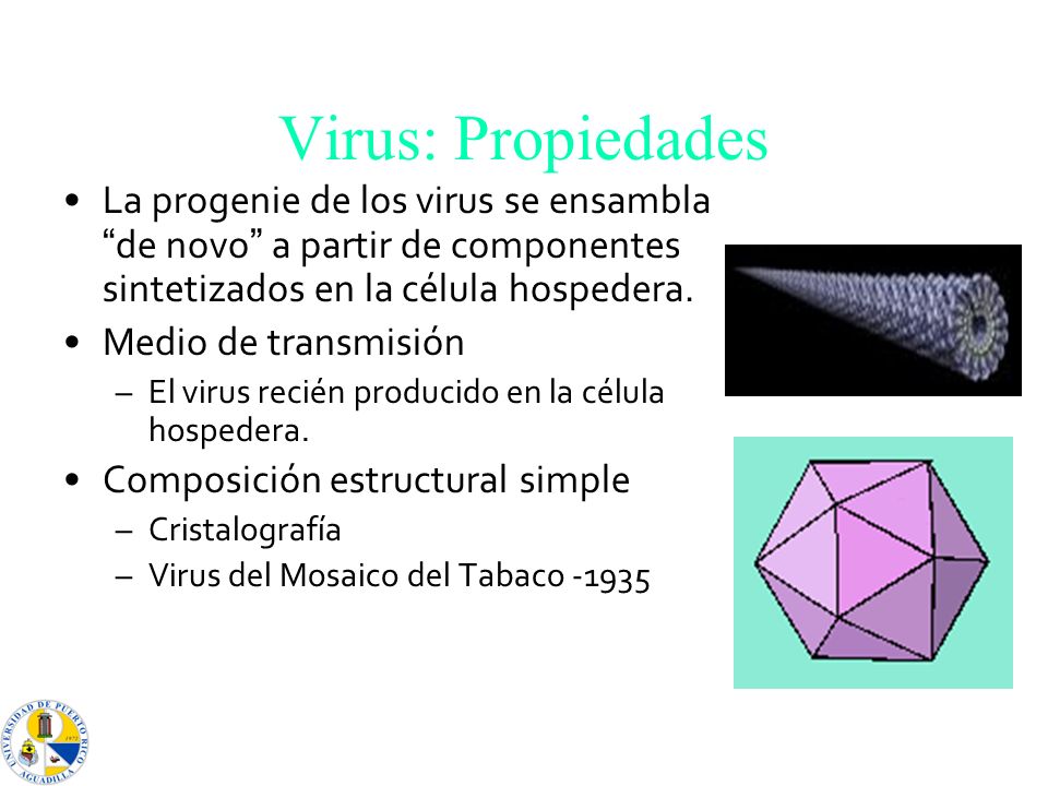 Virus: Propiedades La progenie de los virus se ensambla de novo a partir de componentes sintetizados en la célula hospedera.