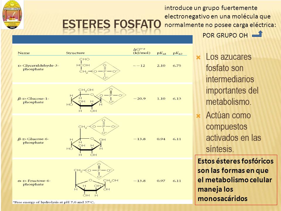 Estos ésteres fosfóricos son las formas en que el metabolismo celular maneja los monosacáridos