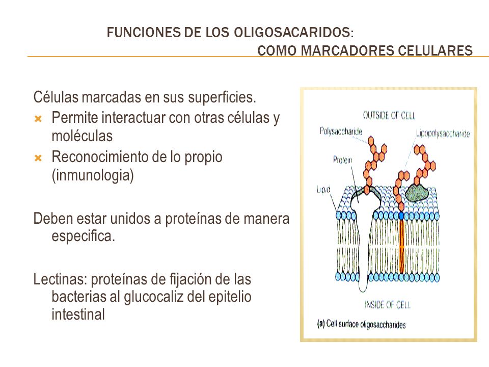 Células marcadas en sus superficies. moléculas (inmunologia)