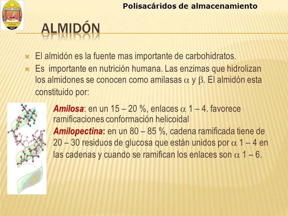 Amilopectina: en un 80 – 85 %, cadena ramificada tiene de