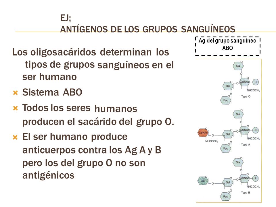 Los oligosacáridos determinan los tipos de grupos ser humano