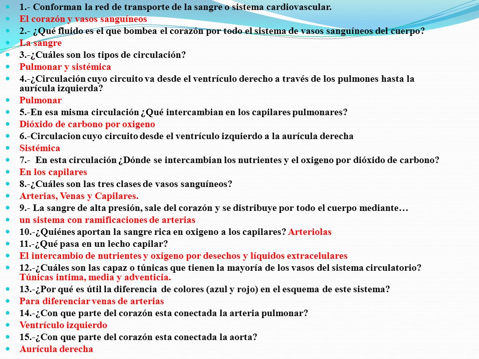 1.- Conforman la red de transporte de la sangre o sistema cardiovascular.