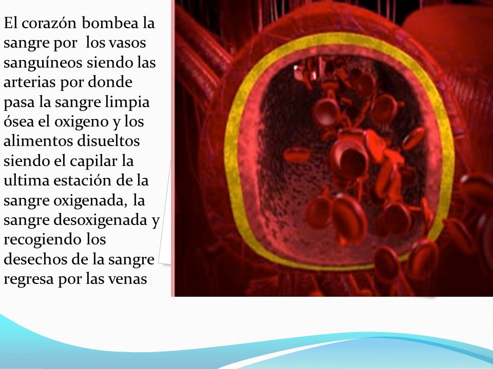 El corazón bombea la sangre por los vasos sanguíneos siendo las arterias por donde pasa la sangre limpia ósea el oxigeno y los alimentos disueltos siendo el capilar la ultima estación de la sangre oxigenada, la sangre desoxigenada y recogiendo los desechos de la sangre regresa por las venas