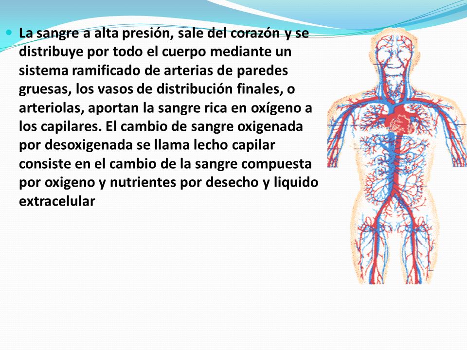 La sangre a alta presión, sale del corazón y se distribuye por todo el cuerpo mediante un sistema ramificado de arterias de paredes gruesas, los vasos de distribución finales, o arteriolas, aportan la sangre rica en oxígeno a los capilares.
