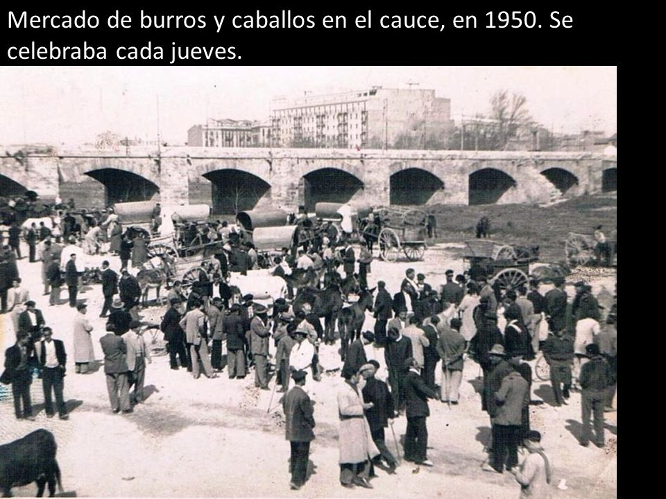 Mercado de burros y caballos en el cauce, en 1950