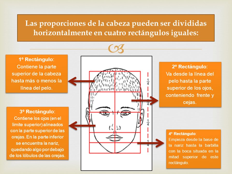 Las proporciones de la cabeza pueden ser divididas horizontalmente en cuatro rectángulos iguales: