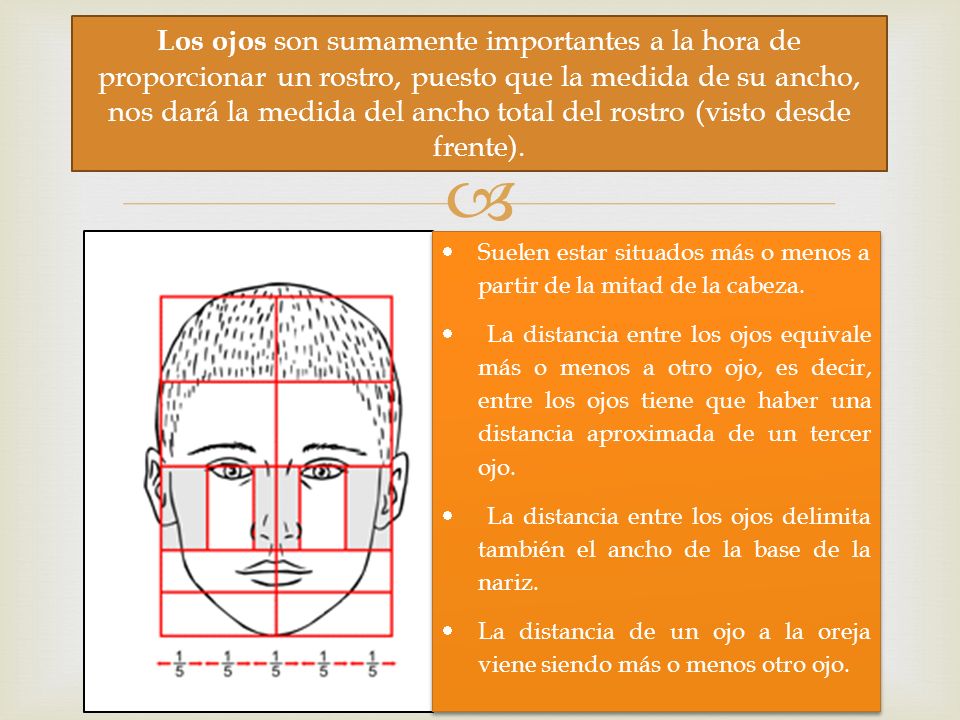 Los ojos son sumamente importantes a la hora de proporcionar un rostro, puesto que la medida de su ancho, nos dará la medida del ancho total del rostro (visto desde frente).