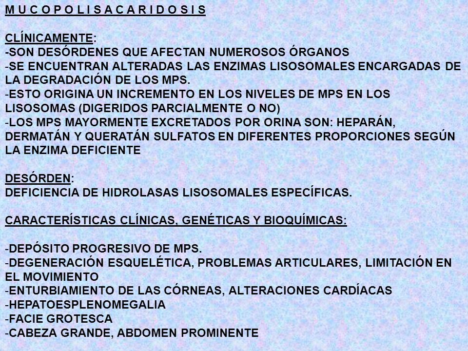 M U C O P O L I S A C A R I D O S I S CLÍNICAMENTE: -SON DESÓRDENES QUE AFECTAN NUMEROSOS ÓRGANOS.